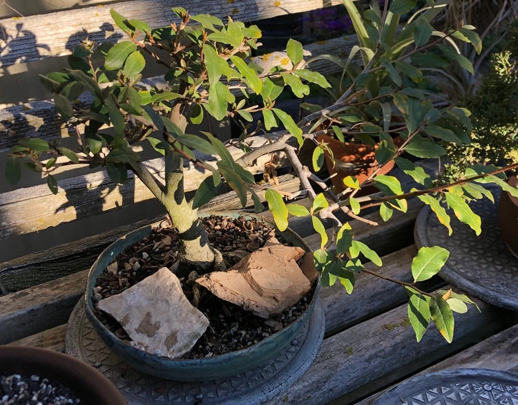 Image of Elaeagnus multiflora