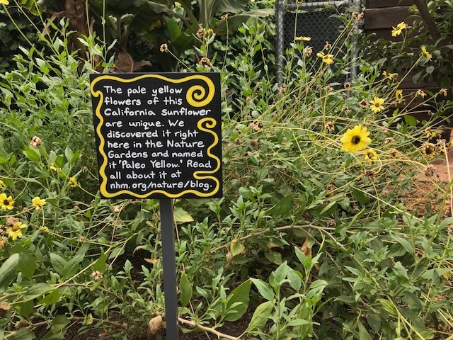 Image of Encelia californica 'Paleo Yellow'