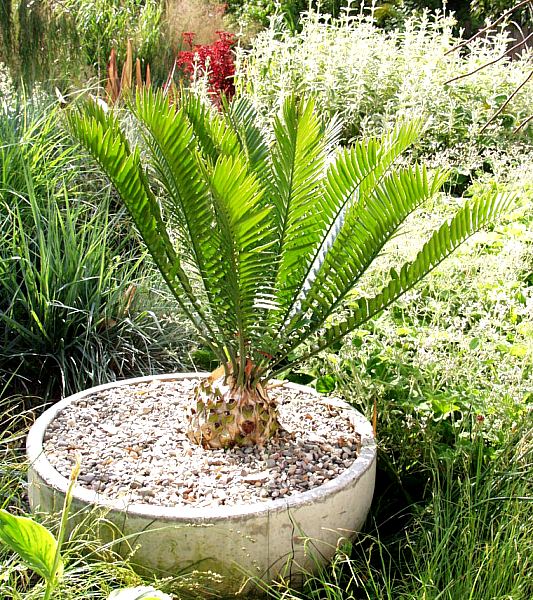 Image of Encephalartos altensteinii