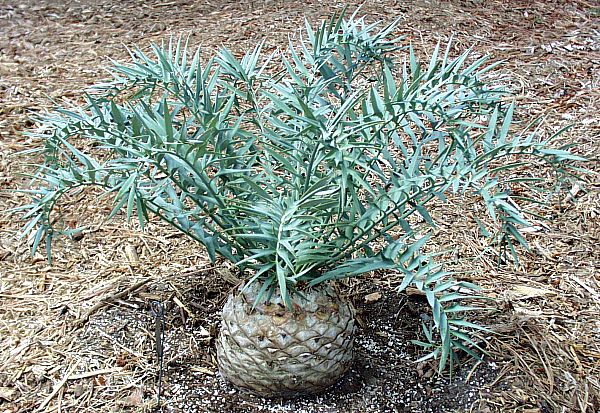 Image of Encephalartos horridus