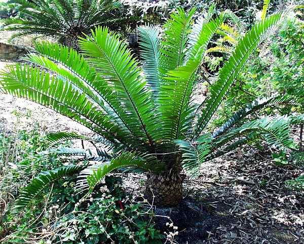 Image of Encephalartos natalensis