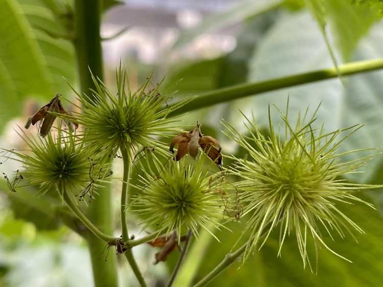 Image of Entelea arborescens