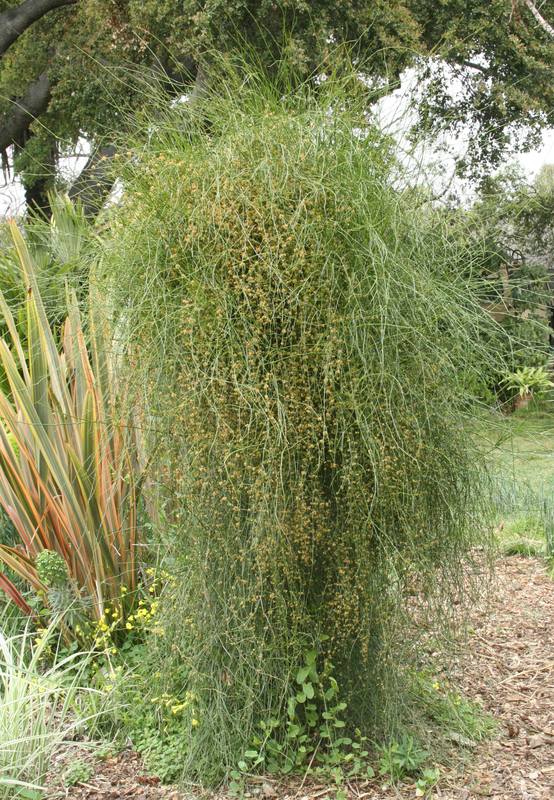 Image of Ephedra tweediana