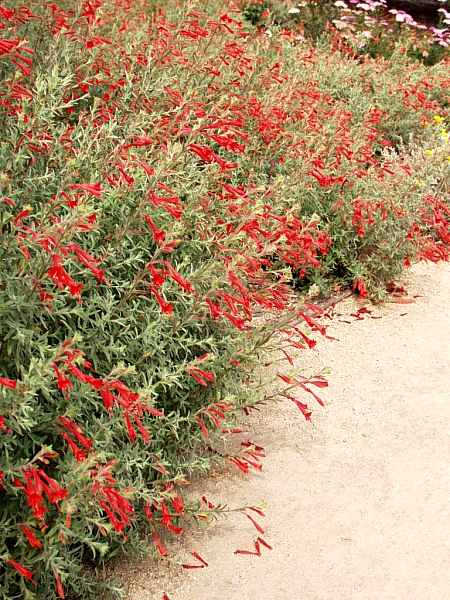 Image of Epilobium canum