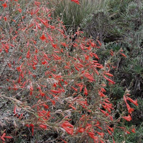 Image of Epilobium canum 'Catalina'