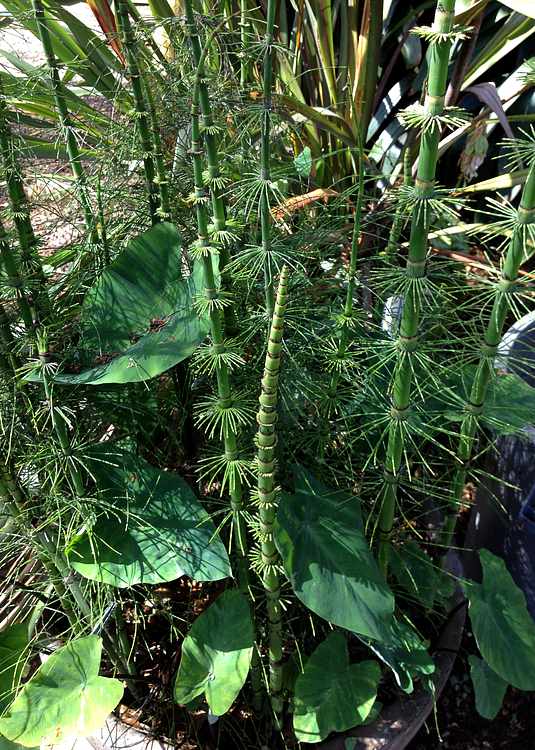 Image of Equisetum myriochaetum