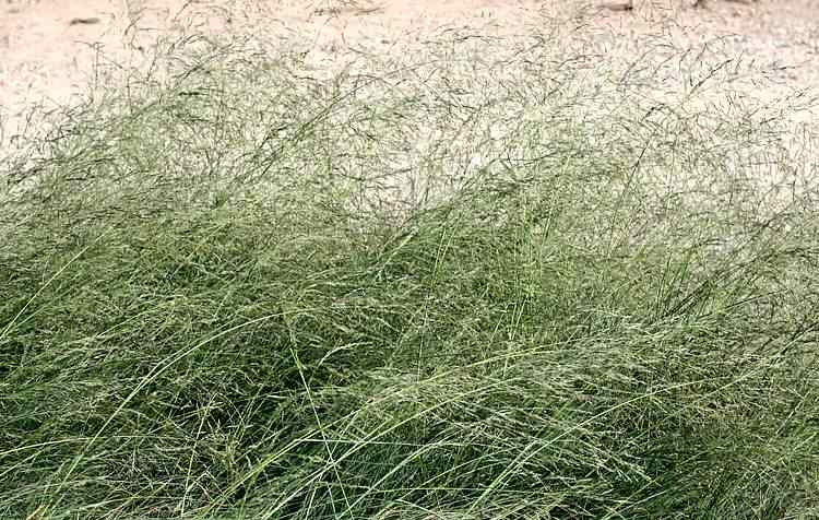 Image of Eragrostis chloromelas