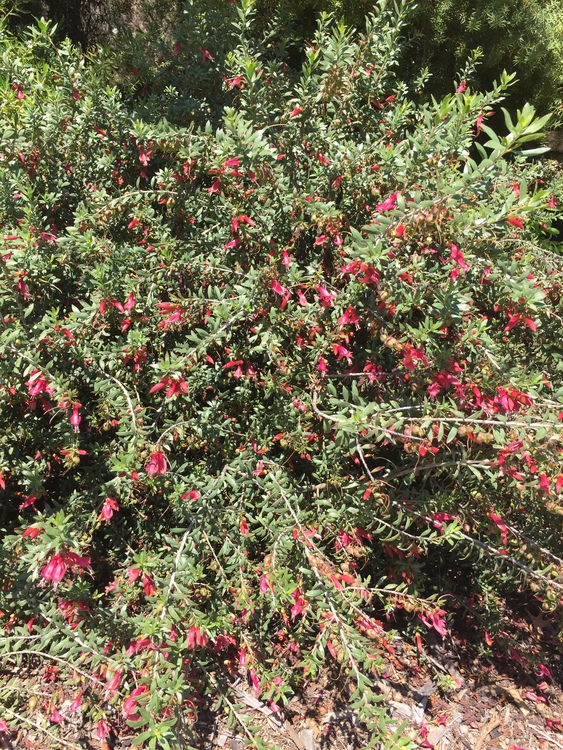 Image of Eremophila maculata 'Diablo Valley'