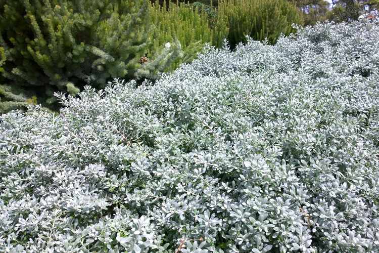 Image of Eremophila glabra Grey Horizon ['EREM1'] PP29,275