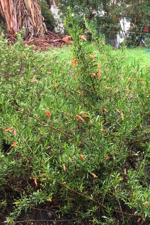 Image of Eremophila decipiens