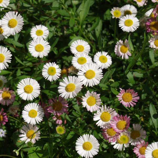 Image of Erigeron karvinskianus