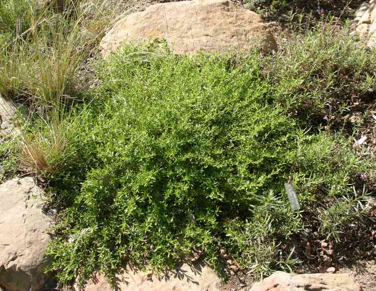 Image of Eriogonum fasciculatum 'Warriner Lytle'