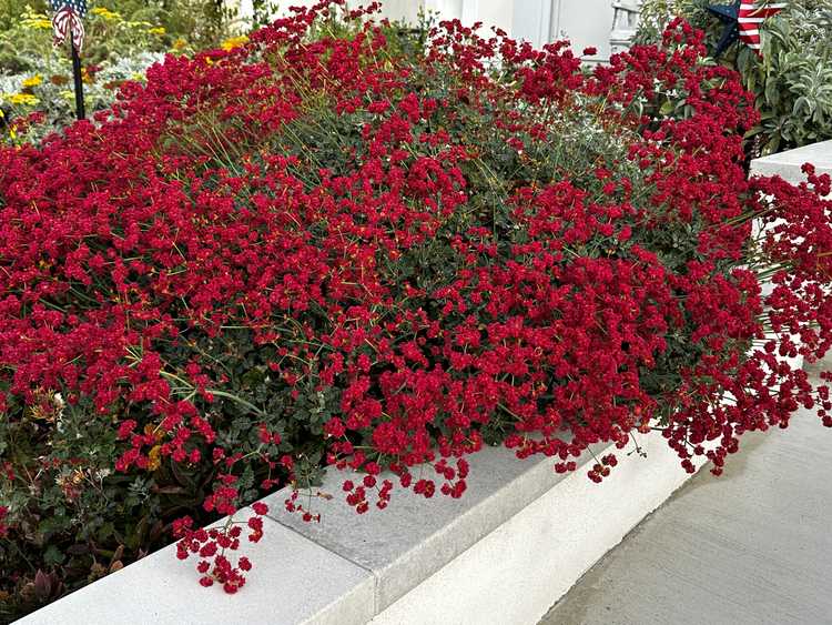 Image of Eriogonum grande var. rubescens 'Red Ranger'