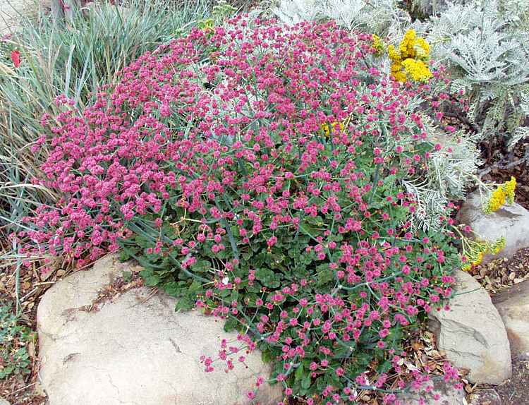 Image of Eriogonum grande var. rubescens