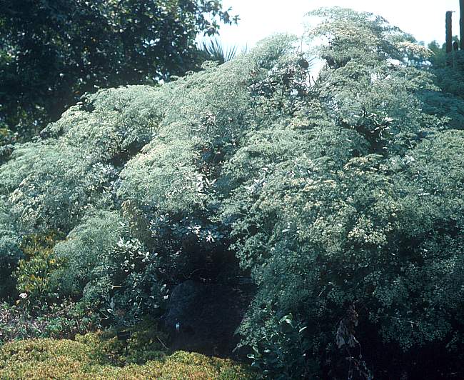 Image of Eriogonum giganteum