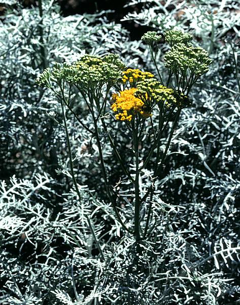 Image of Eriophyllum nevinii 'Canyon Silver'