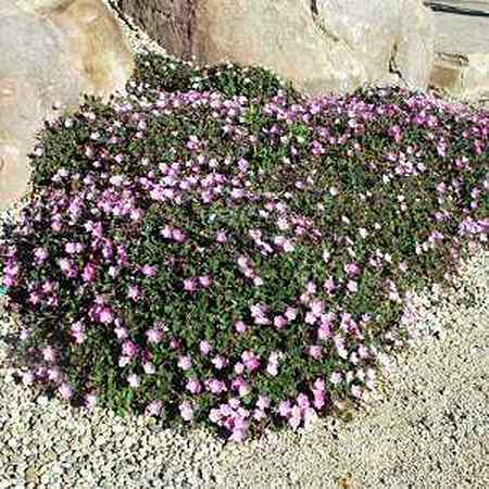 Image of Erodium x variabile 'Bishop's Form'