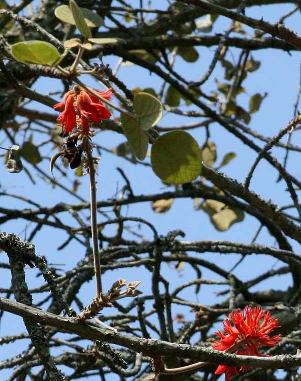 Image of Erythrina abyssinica