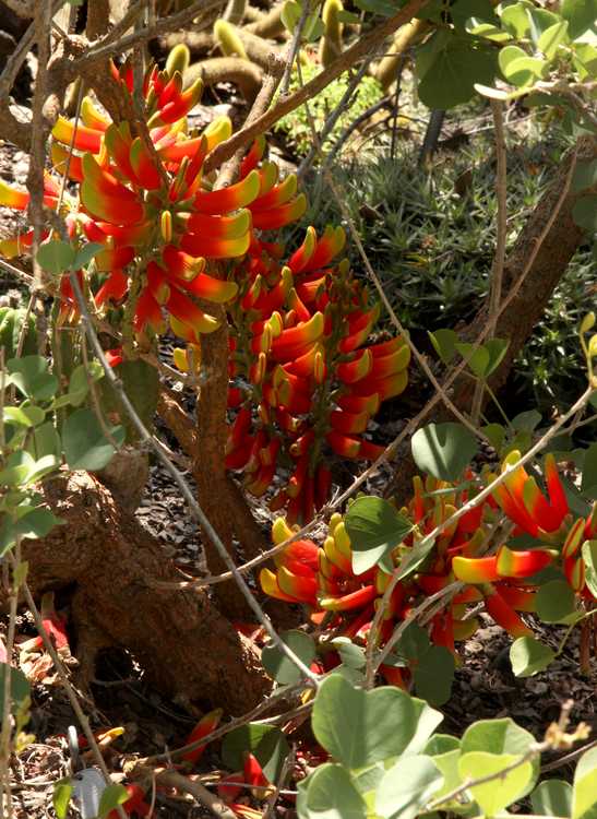 Image of Erythrina acanthocarpa