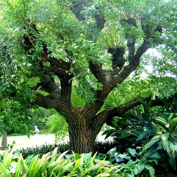 Image of Erythrina crista-galli