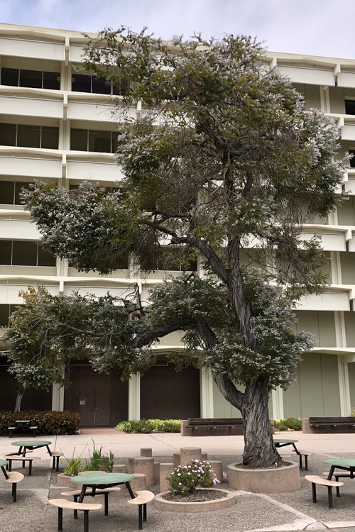 Image of Eucalyptus crenulata