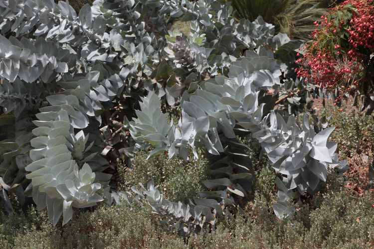 Image of Eucalyptus macrocarpa