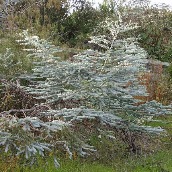 Image of Eucalyptus pulverulenta 'Baby Blue'