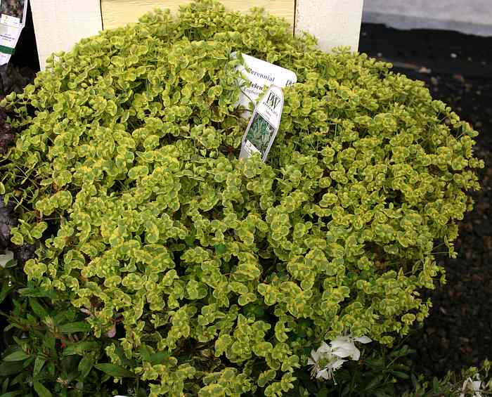 Image of Euphorbia Helena's Blush ['Inneuphhel'] PP17,555