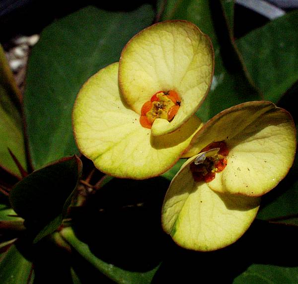 Image of Euphorbia x lomi 'Primrose'