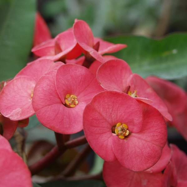 Image of Euphorbia x lomi 'Salmon'