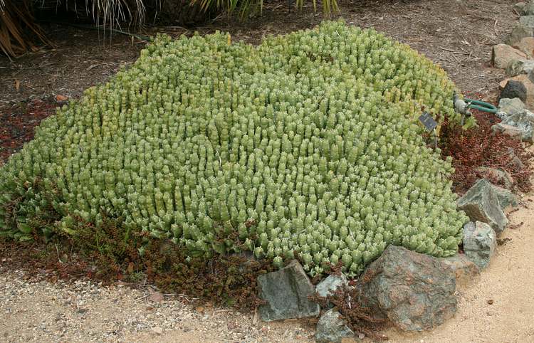 Image of Euphorbia resinifera