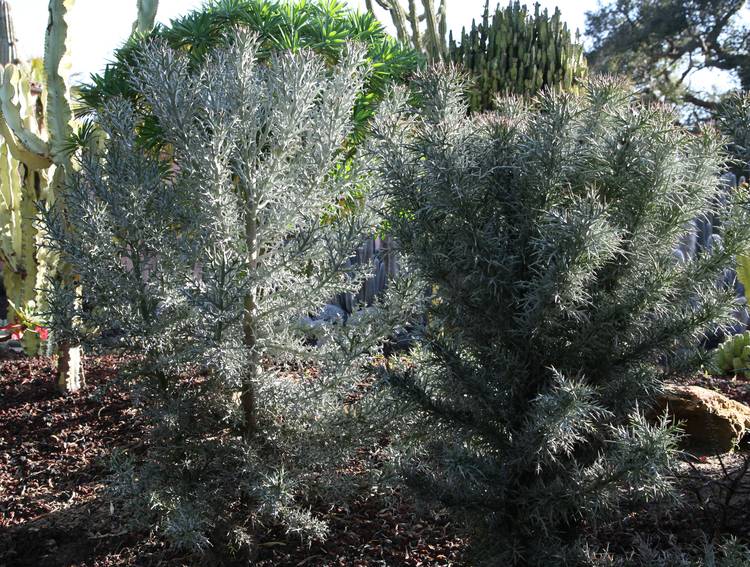 Image of Euphorbia stenoclada