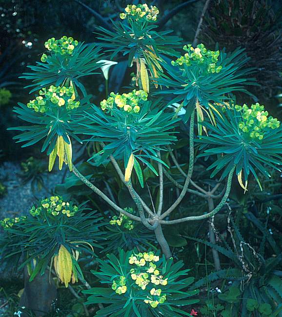 Image of Euphorbia lambii