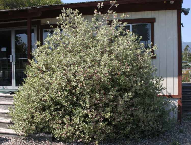 Image of Feijoa sellowiana 'Lynn's Wonder'