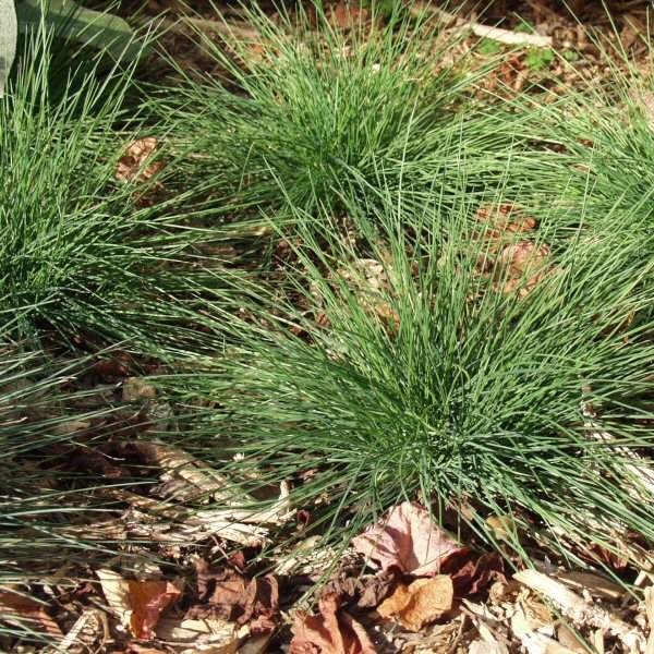 Image of Festuca muelleri