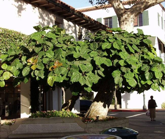 Image of Ficus auriculata