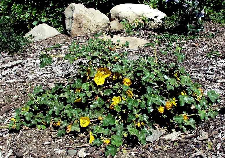 Image of Fremontodendron 'Dara's Gold'