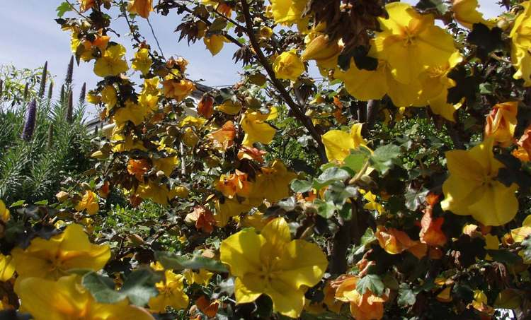 Image of Fremontodendron mexicanum