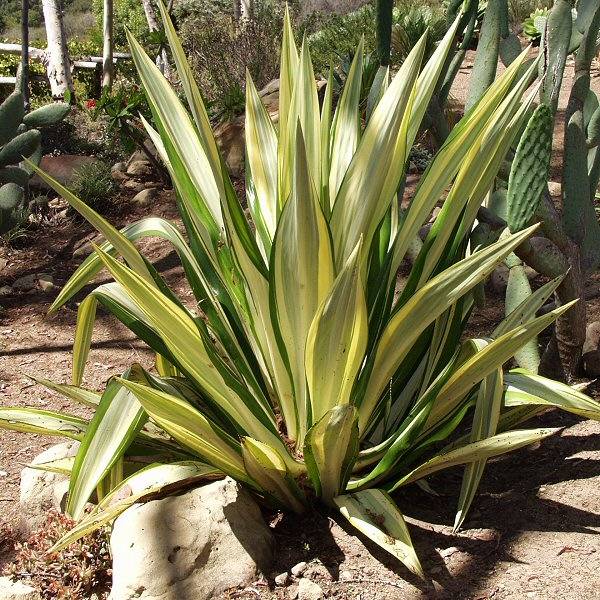 Image of Furcraea foetida 'Mediopicta'