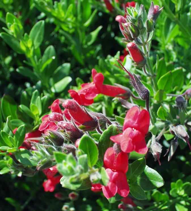 Image of Galvezia speciosa 'Bocarosa'