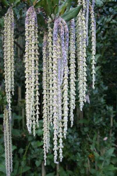 Image of Garrya elliptica 'Evie'