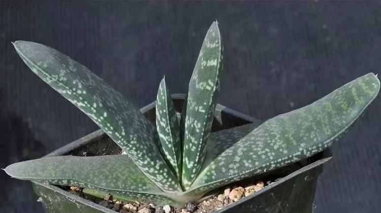 Image of Gasteria disticha