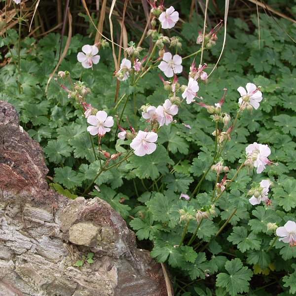 Image of Geranium x cantabrigiense 'Biokovo'