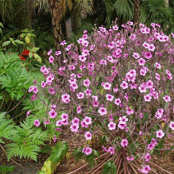 Image of Geranium maderense