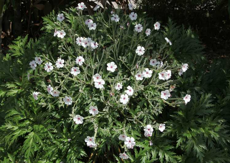 Image of Geranium maderense 'Alba'