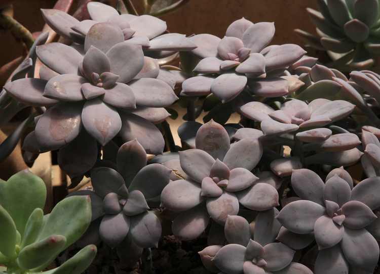 Image of Graptopetalum superbum