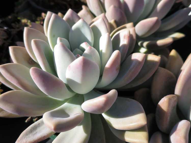 Image of Graptoveria 'Opalina'