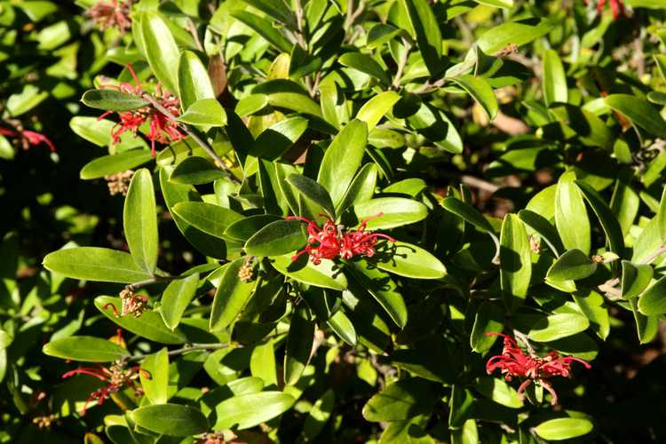 Image of Grevillea 'Cherry Royal'