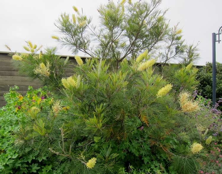 Image of Grevillea 'Moonlight'