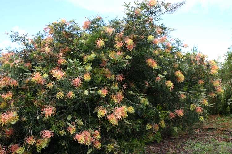 Image of Grevillea 'Peaches and Cream' PP18,035